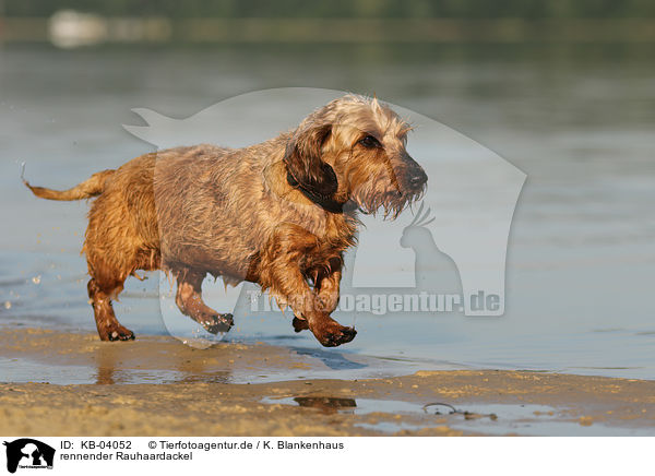 rennender Rauhaardackel / running wirehaired Dachshund / KB-04052