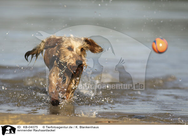 rennender Rauhaardackel / running wirehaired Dachshund / KB-04075