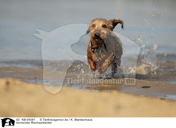 rennender Rauhaardackel / running wirehaired Dachshund / KB-04081
