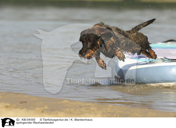 springender Rauhaardackel / jumping wirehaired Dachshund / KB-04095