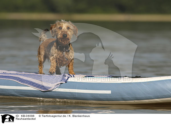 Rauhaardackel / wirehaired Dachshund / KB-04098