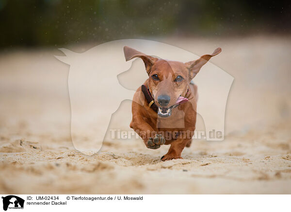 rennender Dackel / UM-02434