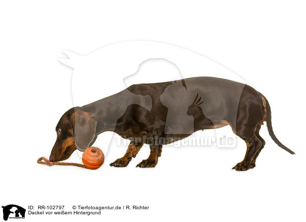 Dackel vor weiem Hintergrund / Dachshund in front of white background / RR-102797