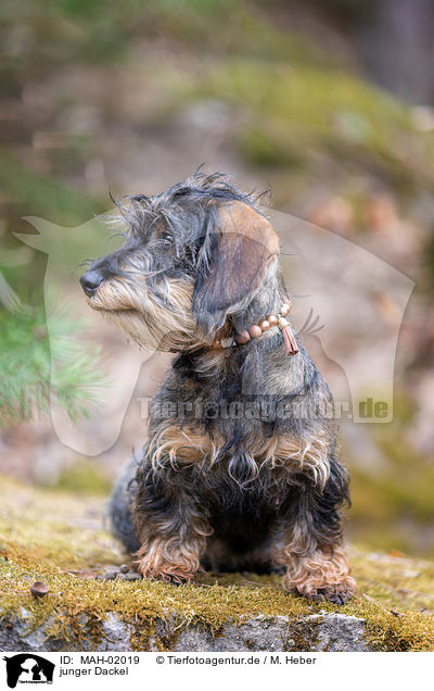 junger Dackel / young Dachshund / MAH-02019