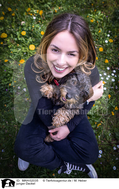junger Dackel / young Dachshund / MAH-02035
