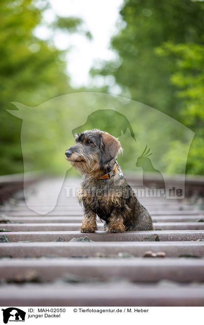 junger Dackel / young Dachshund / MAH-02050