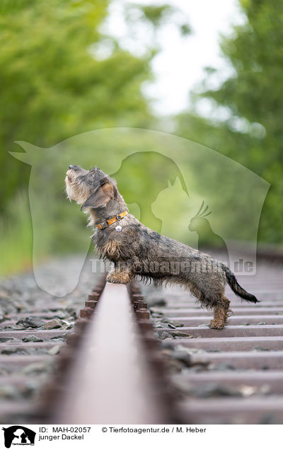 junger Dackel / young Dachshund / MAH-02057