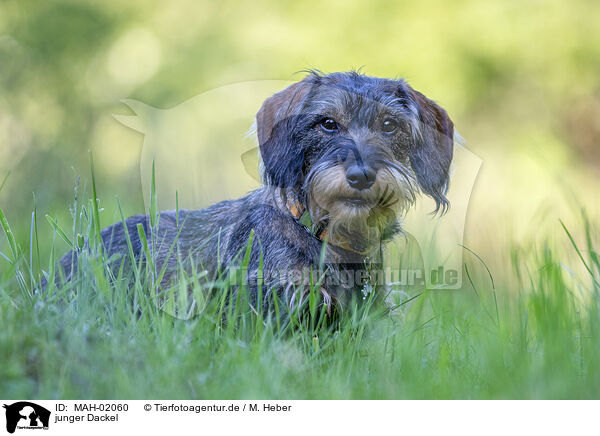junger Dackel / young Dachshund / MAH-02060