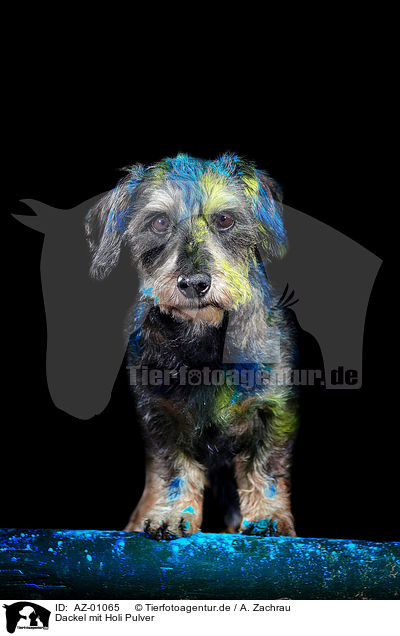 Dackel mit Holi Pulver / AZ-01065