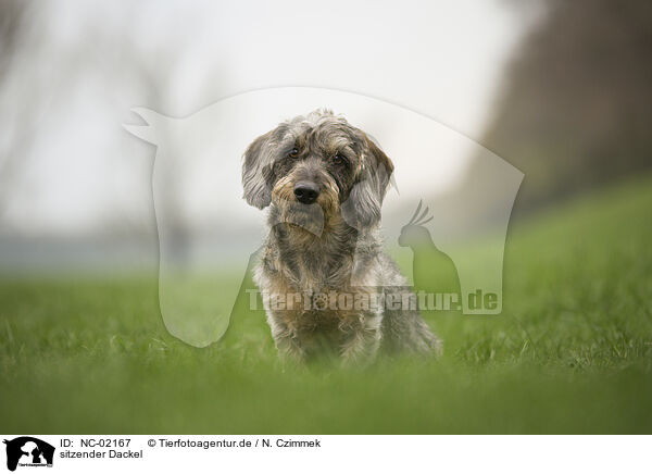 sitzender Dackel / NC-02167