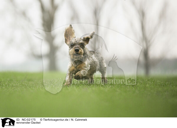 rennender Dackel / NC-02175