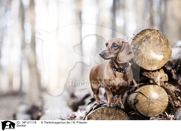 Dackel / Dachshund / NP-01116