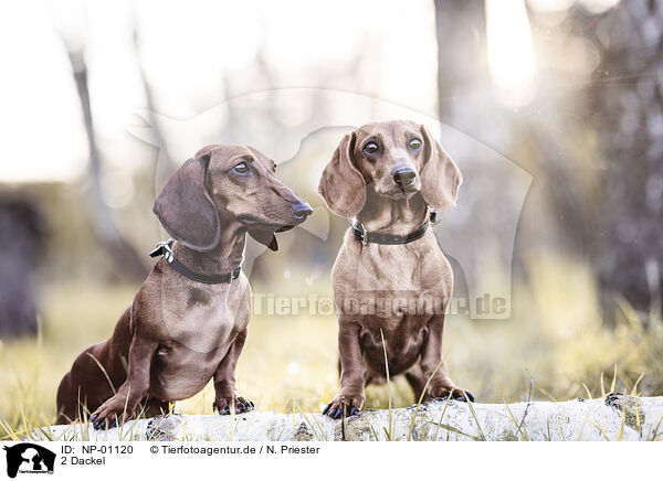 2 Dackel / NP-01120
