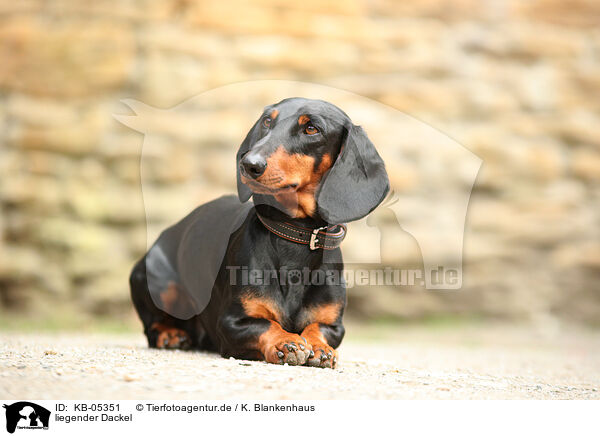 liegender Dackel / KB-05351