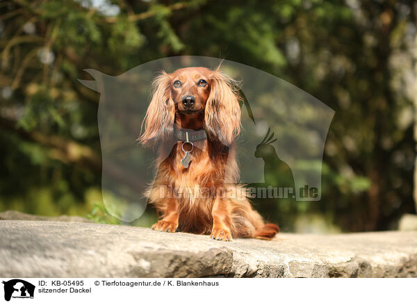 sitzender Dackel / sitting Dachshund / KB-05495