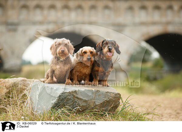 3 Dackel / 3 Dachshunds / KB-06029