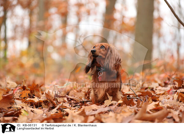 Langhaardackel im Herbst / longhaired Dachshund in autumn / KB-06131