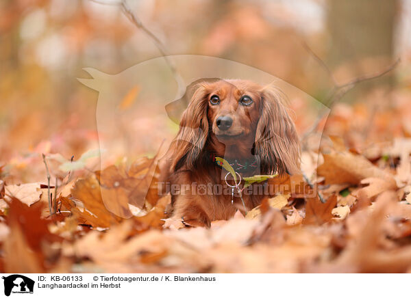 Langhaardackel im Herbst / longhaired Dachshund in autumn / KB-06133