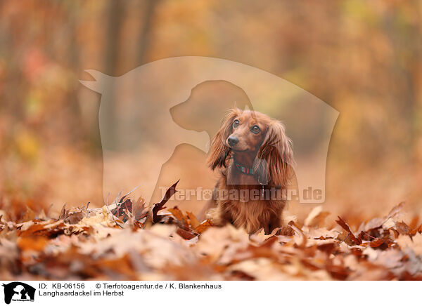 Langhaardackel im Herbst / longhaired Dachshund in autumn / KB-06156