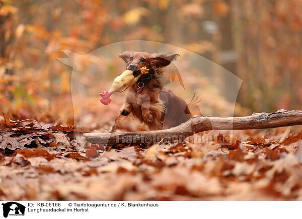 Langhaardackel im Herbst / longhaired Dachshund in autumn / KB-06166