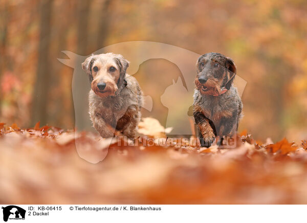 2 Dackel / 2 Dachshunds / KB-06415