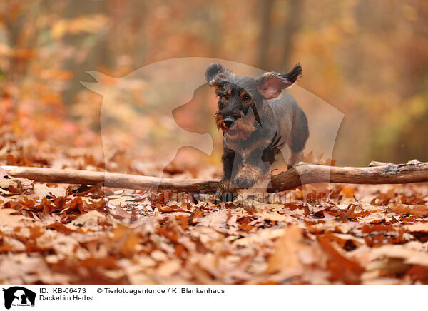 Dackel im Herbst / KB-06473