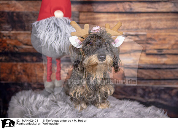 Rauhaardackel an Weihnachten / wirehaired Dachshund at christmas / MAH-02401