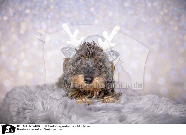 Rauhaardackel an Weihnachten / wirehaired Dachshund at christmas / MAH-02406