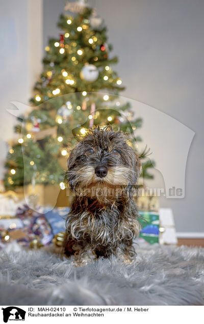 Rauhaardackel an Weihnachten / wirehaired Dachshund at christmas / MAH-02410