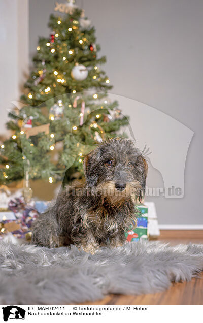 Rauhaardackel an Weihnachten / wirehaired Dachshund at christmas / MAH-02411