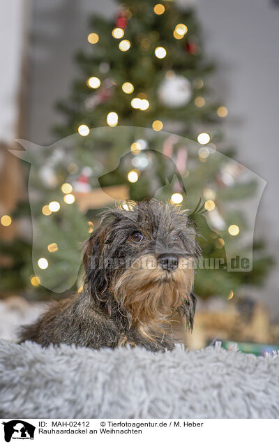 Rauhaardackel an Weihnachten / wirehaired Dachshund at christmas / MAH-02412