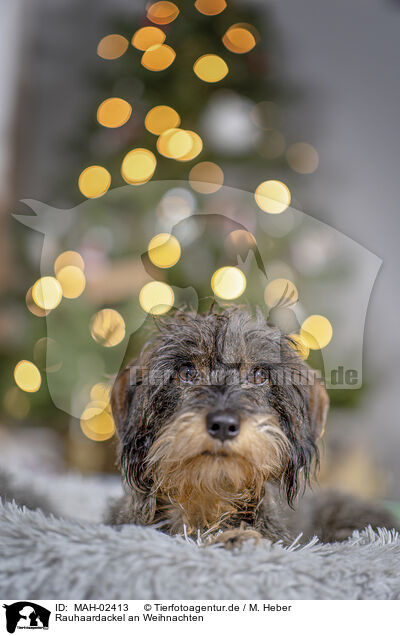Rauhaardackel an Weihnachten / wirehaired Dachshund at christmas / MAH-02413
