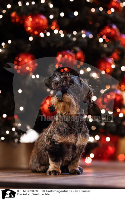 Dackel an Weihnachten / Dachshund at christmas / NP-02078