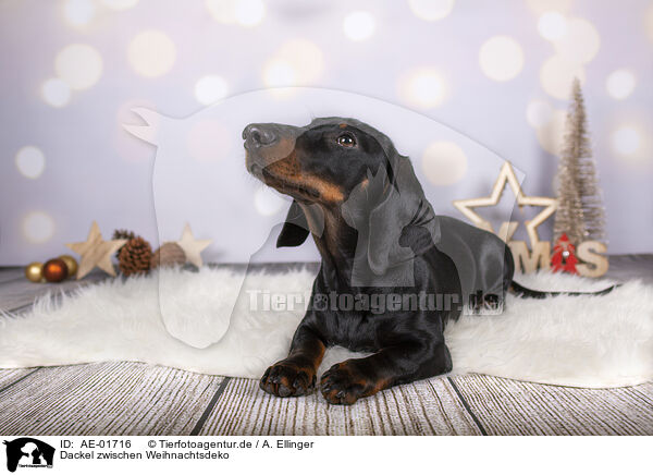 Dackel zwischen Weihnachtsdeko / Dachshund between christmas decoration / AE-01716