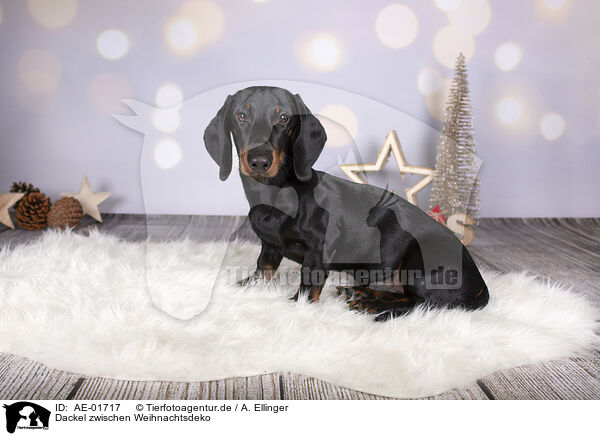 Dackel zwischen Weihnachtsdeko / Dachshund between christmas decoration / AE-01717