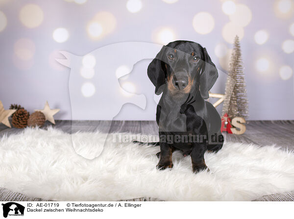 Dackel zwischen Weihnachtsdeko / Dachshund between christmas decoration / AE-01719