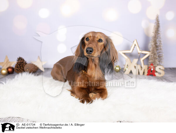 Dackel zwischen Weihnachtsdeko / Dachshund between christmas decoration / AE-01734