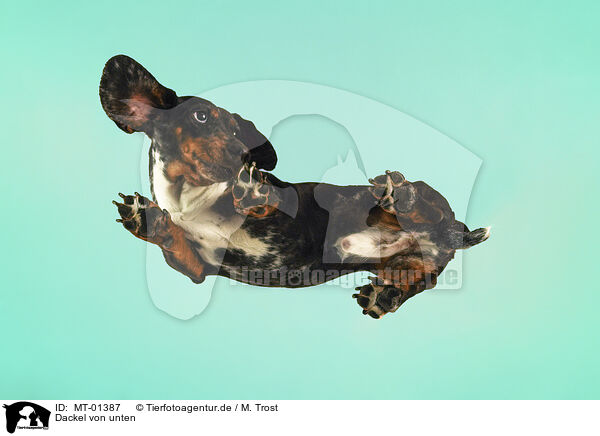 Dackel von unten / Dachshund from below / MT-01387