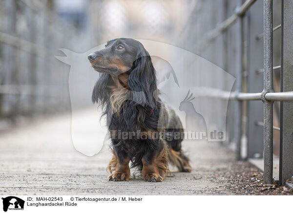 Langhaardackel R�de / male Dachshund / MAH-02543