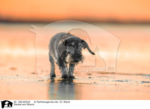 Dackel am Strand / DS-02032
