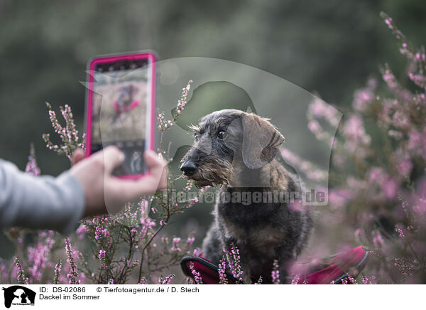 Dackel im Sommer / Dachshund in the summer / DS-02086