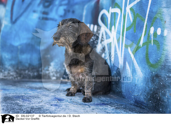 Dackel Vor Graffiti / Dachshund in front of scratchwork / DS-02137