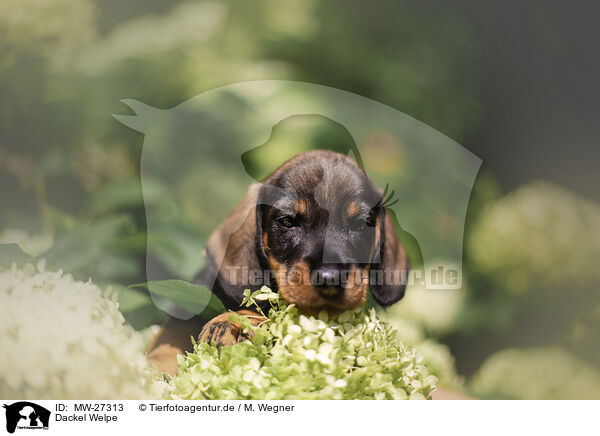 Dackel Welpe / Dachshund Puppy / MW-27313