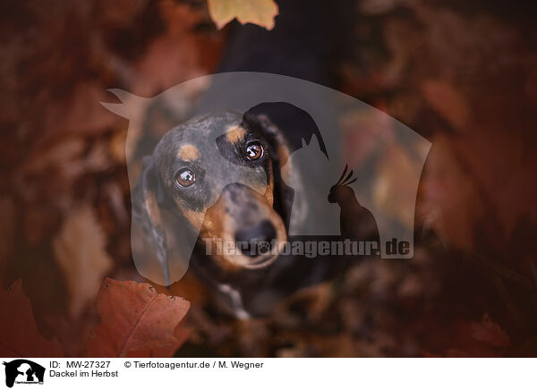 Dackel im Herbst / Dachshund in autumn / MW-27327
