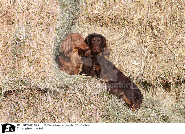 2 Langhaardackel / 2 longhaired Dachshunds / BES-01822