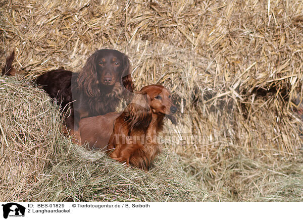 2 Langhaardackel / 2 longhaired Dachshunds / BES-01829