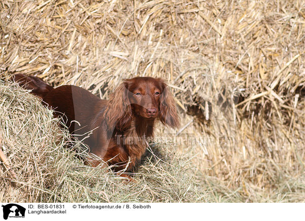 Langhaardackel / longhaired Dachshund / BES-01831