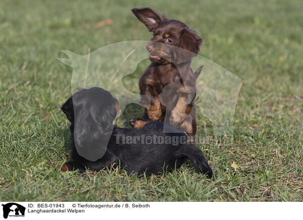 Langhaardackel Welpen / longhaired Dachshund puppies / BES-01943