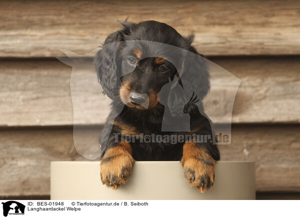 Langhaardackel Welpe / longhaired Dachshund Puppy / BES-01948