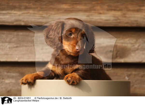 Langhaardackel Welpe / longhaired Dachshund Puppy / BES-01951